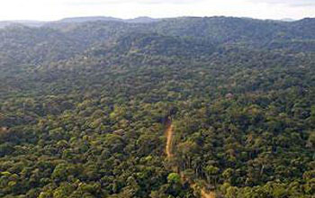 Nouabale-Ndoki National Park in Central Africa, site of the scientists' research.