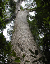 A canopy tree in Nouabale-Ndoki National Park.