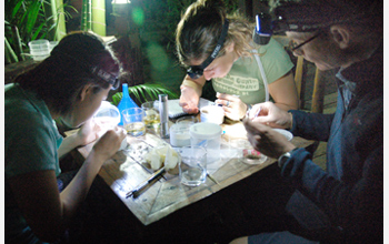 Photo of grad students sorting mosquito samples.