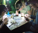 Photo of grad students sorting mosquito samples.