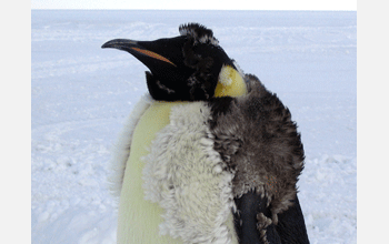 A molting emperor penguin, Antarctica