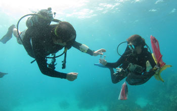 Scientists Dusty Kemp and Meredith Meyers under water in the Florida Keys.
