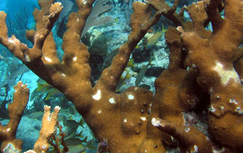 Colonies of elkhorn coral