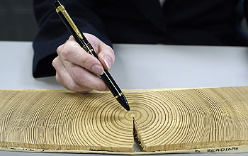 A sample has been removed from this tree slice to examine it for traces of gold.