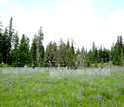 Scientists working in a fenced area near the NSF H.J. Andrews LTER site in Oregon.
