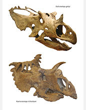 Photo of skulls of the two new species of dinosaurs.