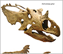 Photo of skulls of the two new species of dinosaurs.