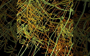 Pyramidal cells in the visual cortex depicts a volley of spikes emerging from cellbodies