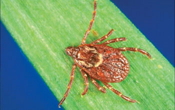 vector borne diseases tick ticks nsf health transmitted emerging challenge create mosquitoes fleas