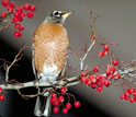 American robin on a branch.