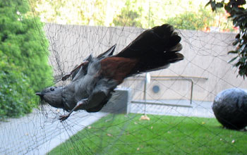 Gray catbird caught in a research mist net near a museum in Washington, D.C.