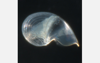 larva of the gastropod Ctenopelta porifera that travel vast distances.