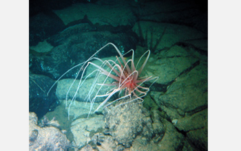 Photo of a surviving anemone at the edge of lava that erupted at the deep-sea East Pacific Rise.