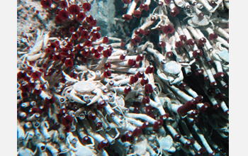 Photo of tubeworms and clams around a deep-sea hydrothermal vent.