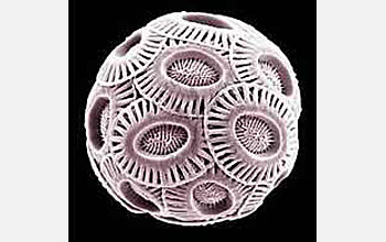 the phytoplankton Emiliania huxleyi.