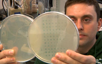 A Michigan State University researcher holding two petri dishes with viruses.
