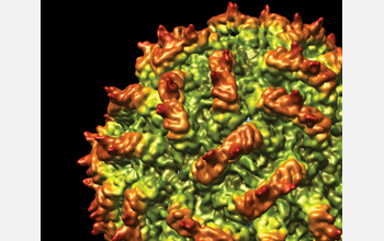 Virus in three dimensions