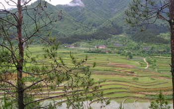 Photo of rice paddies and the water that nurtures them in China.