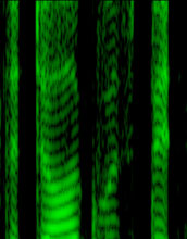 Sound spectrogram of a spoken English sentence