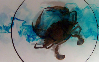 A blue crab in a turbulent odor plume visualized with red dye