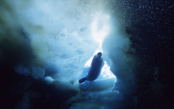 Seal Under Ice