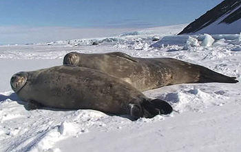 Weddell seal and seal pup