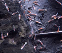 Photo of shrimp congregating in hot, acid waters near the summit of West Mata Volcano.