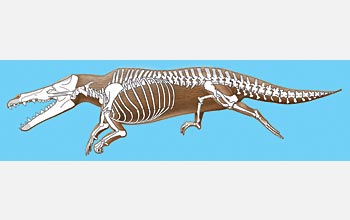 Artist's conception of male Maiacetus inuus with transparent overlay of skeleton.