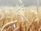 wheat plants