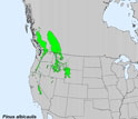 Map of US with current range of the whitebark pine tree marked