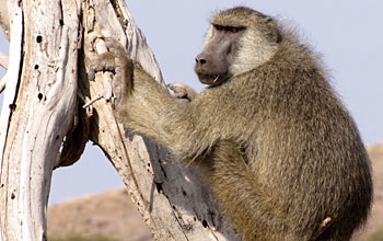 Photo of an adult male baboon resting on a tree near Amboseli National Park, Kenya.