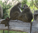 Photo of baboons resting on a log near Kenya's Amboseli National Park.