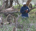 Photo of field assistant Kinyua Warutere with baboons.