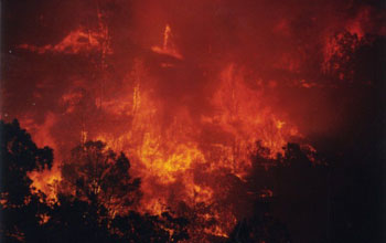 Photo of a wildfire.