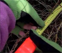 Close up of willow branch and measuring tape