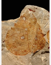 Fossil leaf from the Bighorn Basin, Wyo.