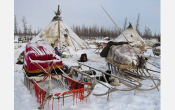 A winter camp of nomadic Nenets in the forest-tundra zone
