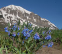 Dwarf bluebells in bloom with a snowy mountain peak in the background.