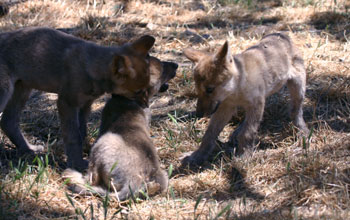 Wolf pups at the California Wolf Center, as seen by HPWREN