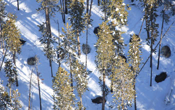 the Gibbon Pack taking cover in winter in a Yellowstone conifer forest.