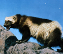 Photo of a wolverine on a rocky surface.