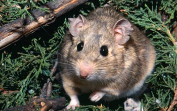 Photo of a woodrat in Utah's Great Basin isurrounded by toxic juniper leaves.