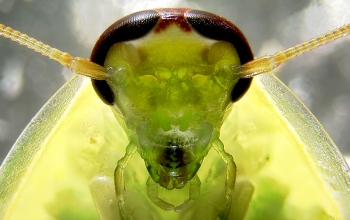 A cockroach <em>Panchlora nivea</em>, from the Caribbean