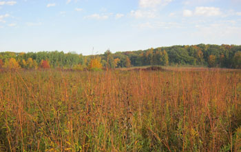 Prairie fringes the Yahara River, which flows into Lakes Mendota and Monona.