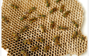 Photo showing yellow jackets walking along a section of their nest.