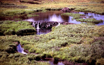 An old beaver dam along a stream in Yellowstone National Park.