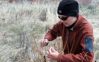 scientist Kristin Marshall measuring the diameters of browsed willow stems.