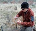 scientist Kristin Marshall measuring the diameters of browsed willow stems.