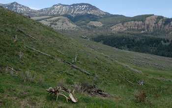 Photo of a partial elk carcass along the Northern Range in Yellowstone National Park.