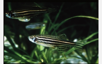 Researchers studying zebrafish discovered a gene linked to human pigmentation.